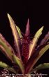 Eucomis 'Victoria'